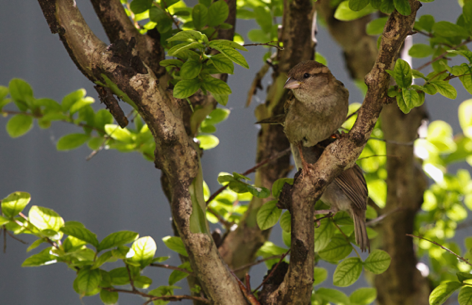 Passero