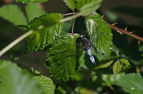 Libellula