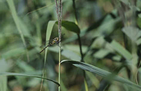 Libellula