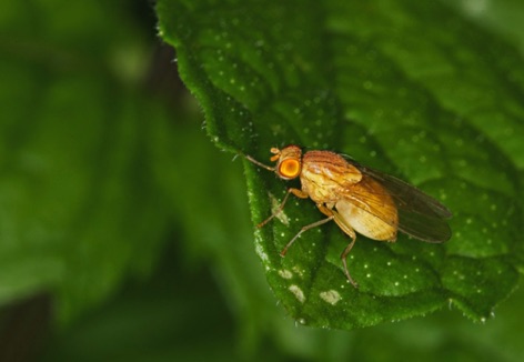 Mosquito