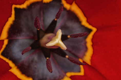 Tulipano
