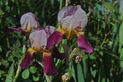Iris