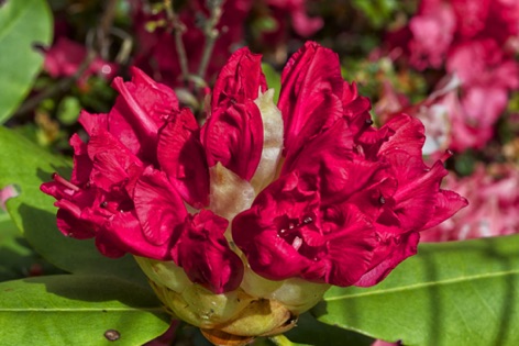 Rododendro