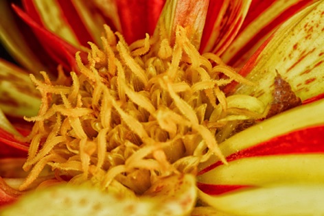 Dalia